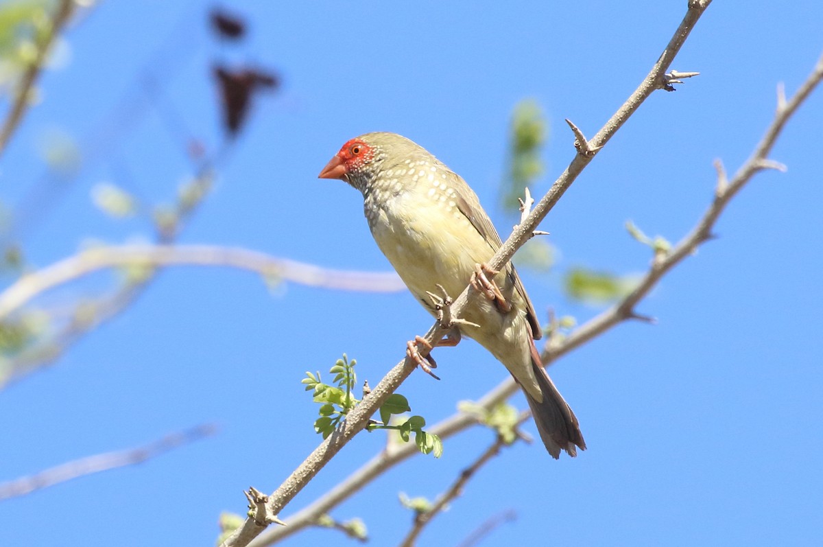 Star Finch - ML479337281