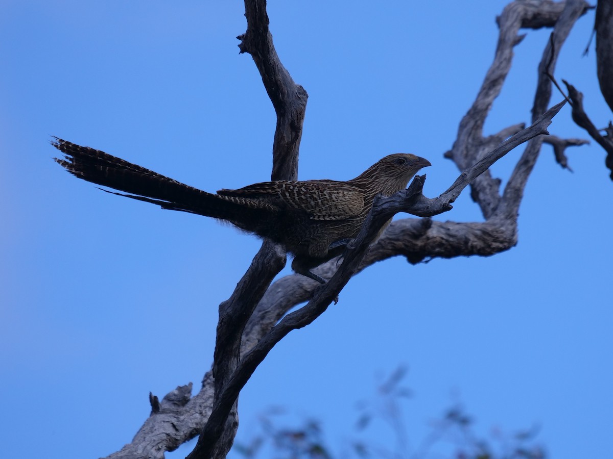 Pheasant Coucal - ML479337711