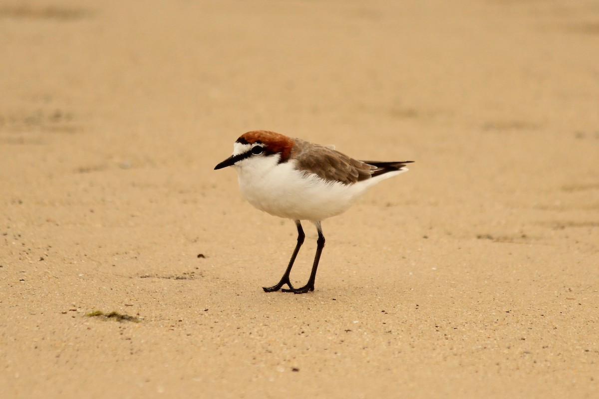 Red-capped Plover - ML479338251