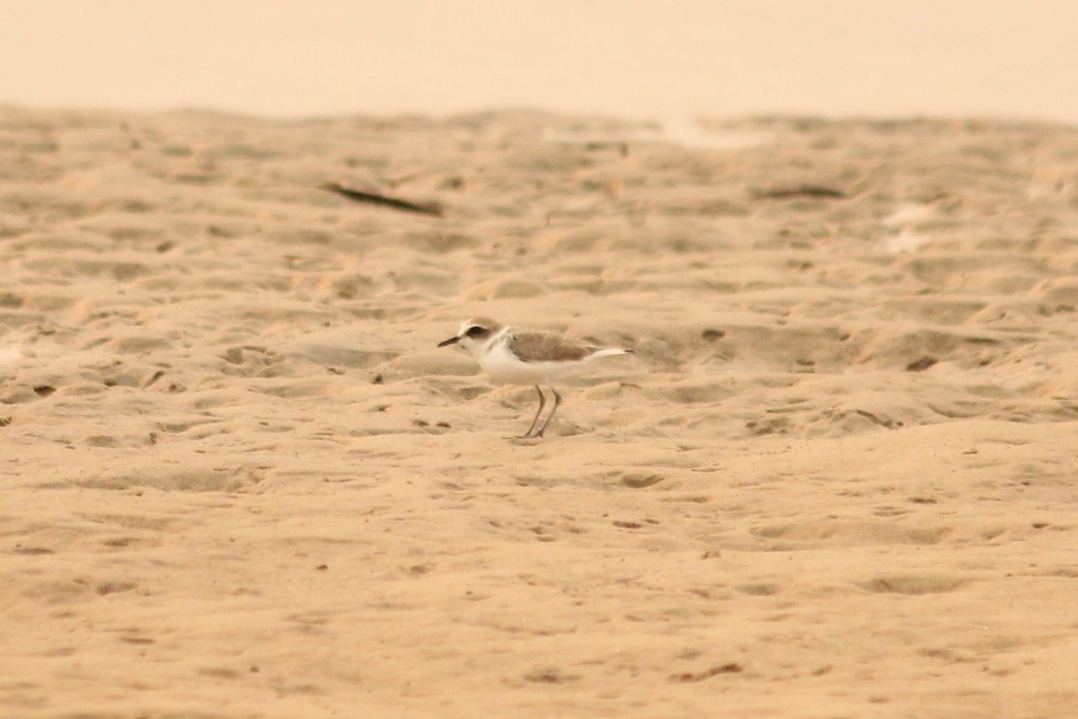 Kentish Plover - ML479338371