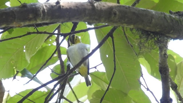 Yellow-vented Warbler - ML479338631