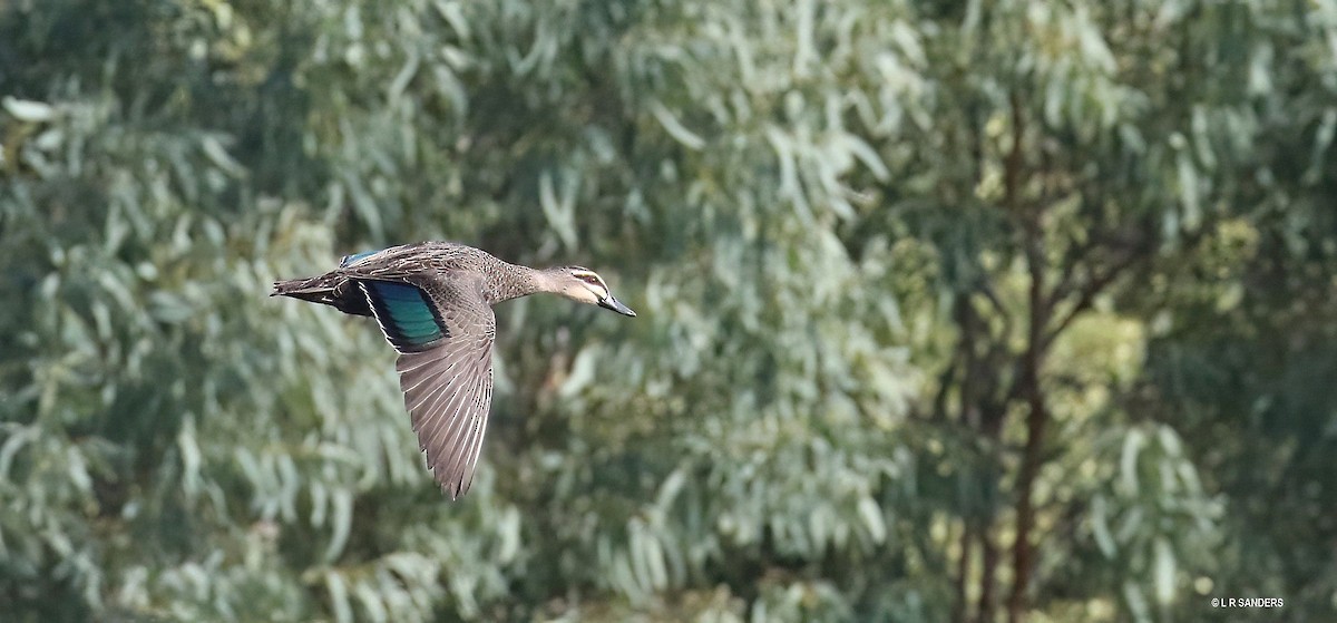 Pacific Black Duck - ML479339431