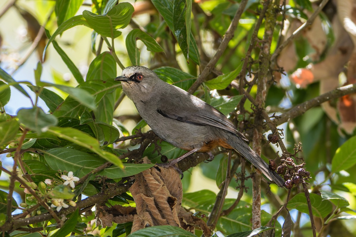Abyssinian Catbird - ML479339481