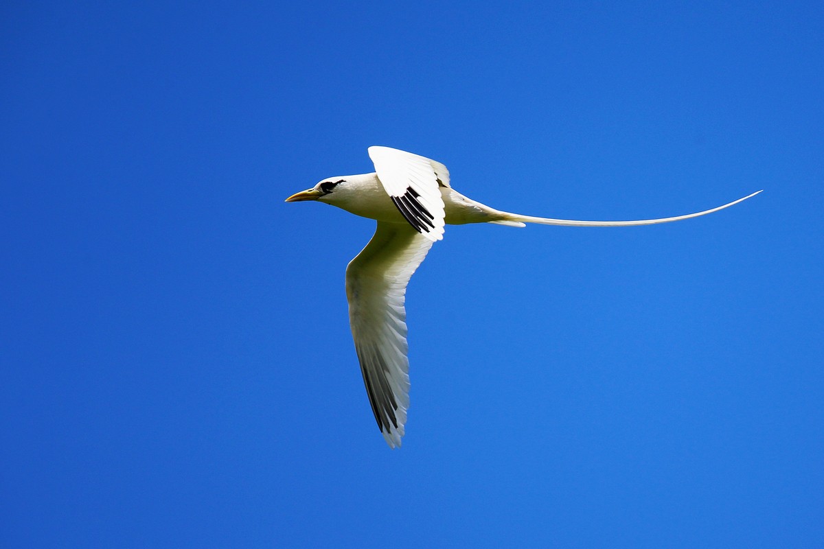White-tailed Tropicbird - ML479340271