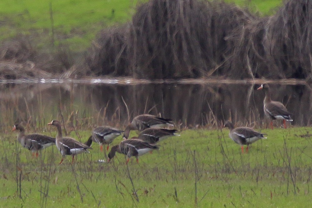 Greater White-fronted Goose - ML47934031