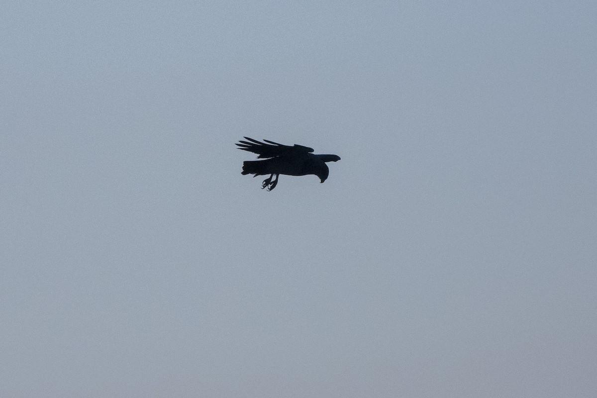 Black-chested Buzzard-Eagle - ML479341691
