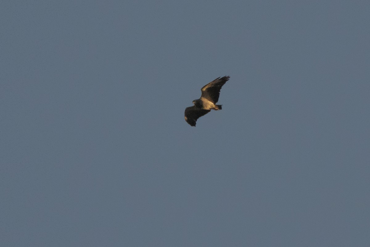 Black-chested Buzzard-Eagle - ML479341701