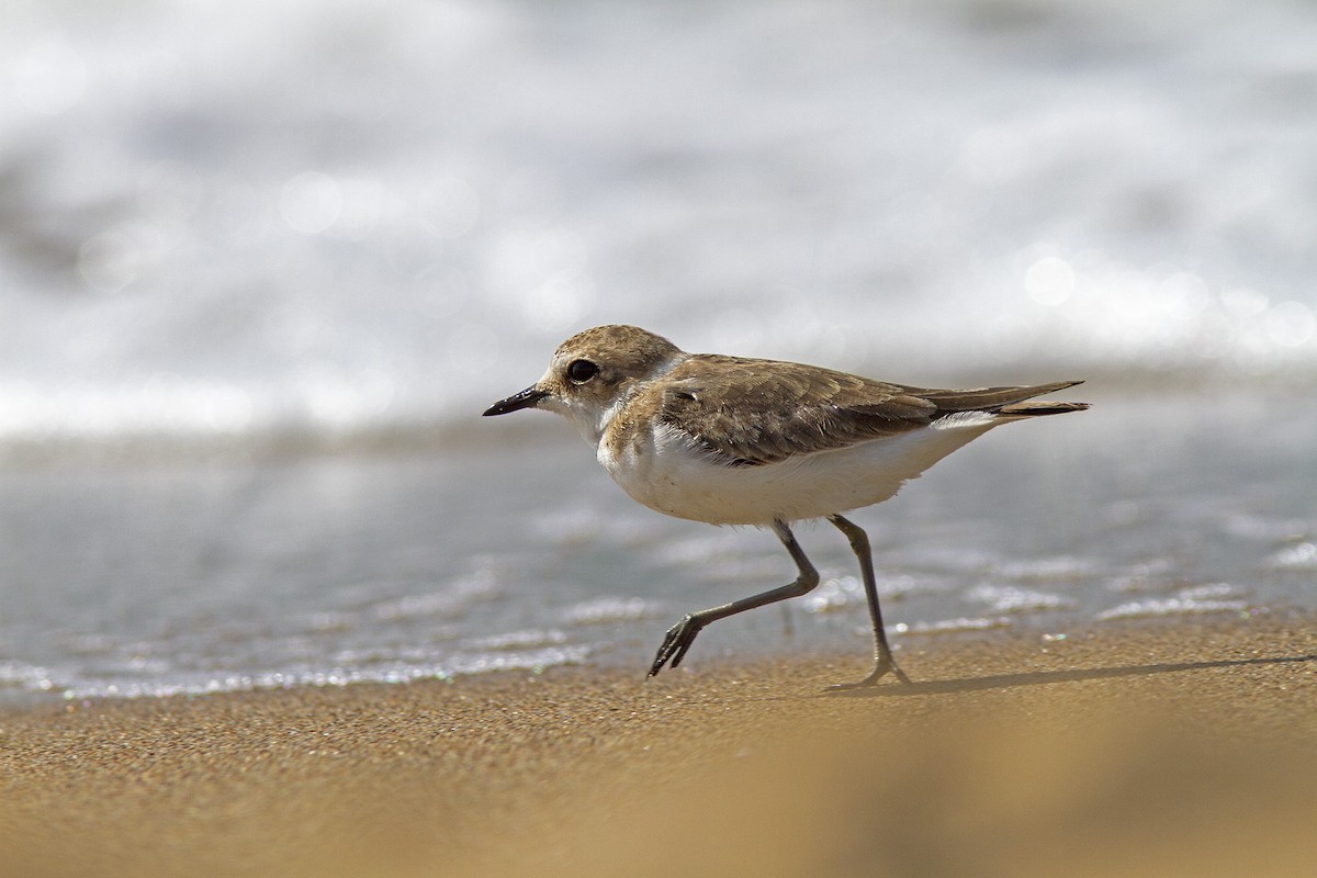 Kentish Plover - Volkan Donbaloglu