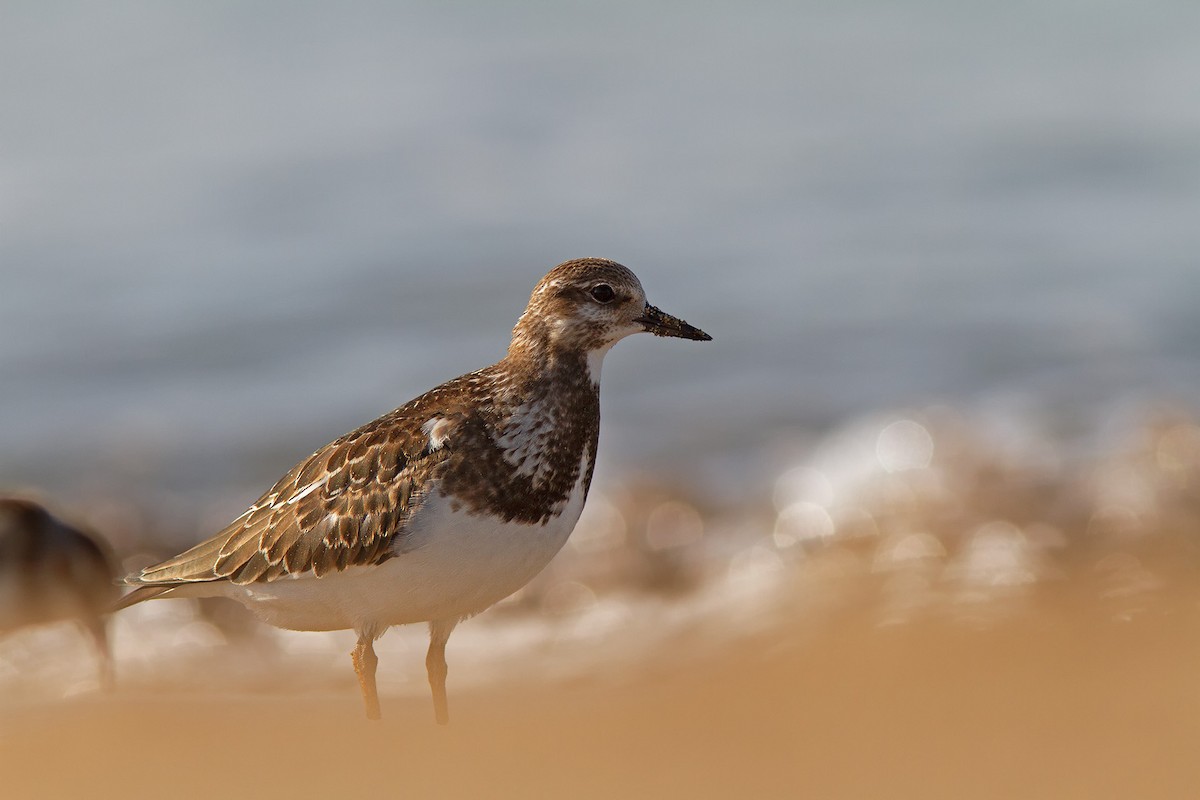 Ruddy Turnstone - Volkan Donbaloglu