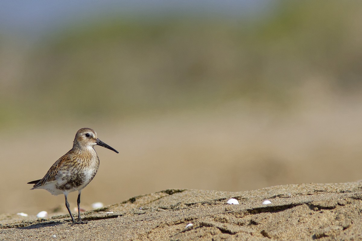 Dunlin - ML479341981