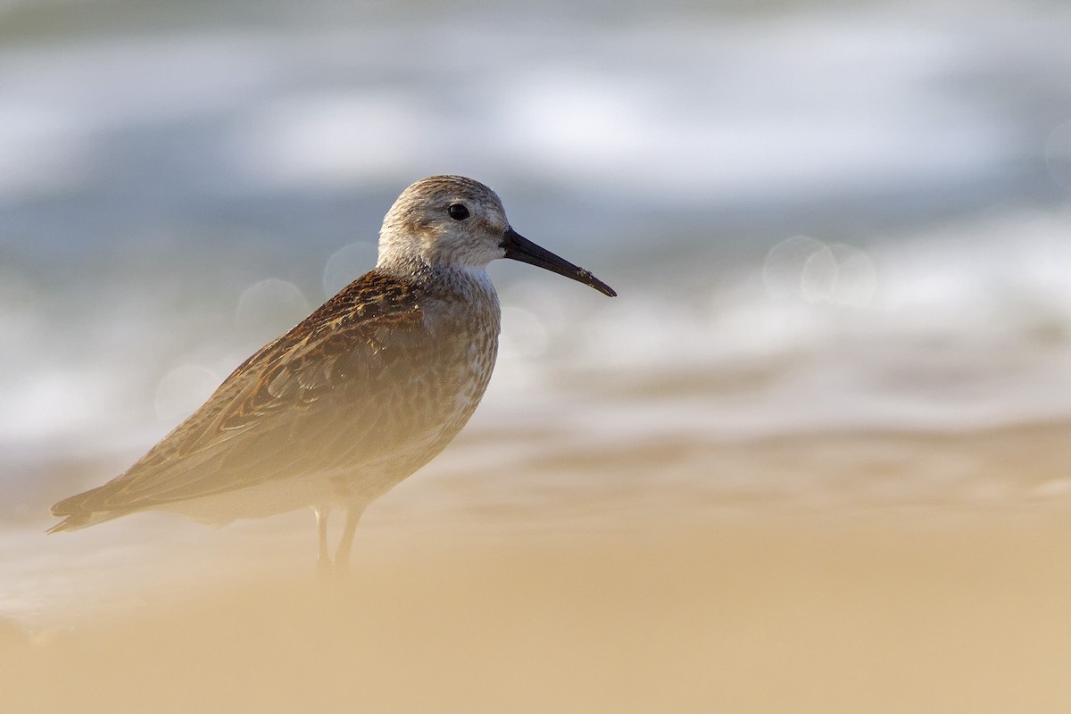 Dunlin - ML479341991