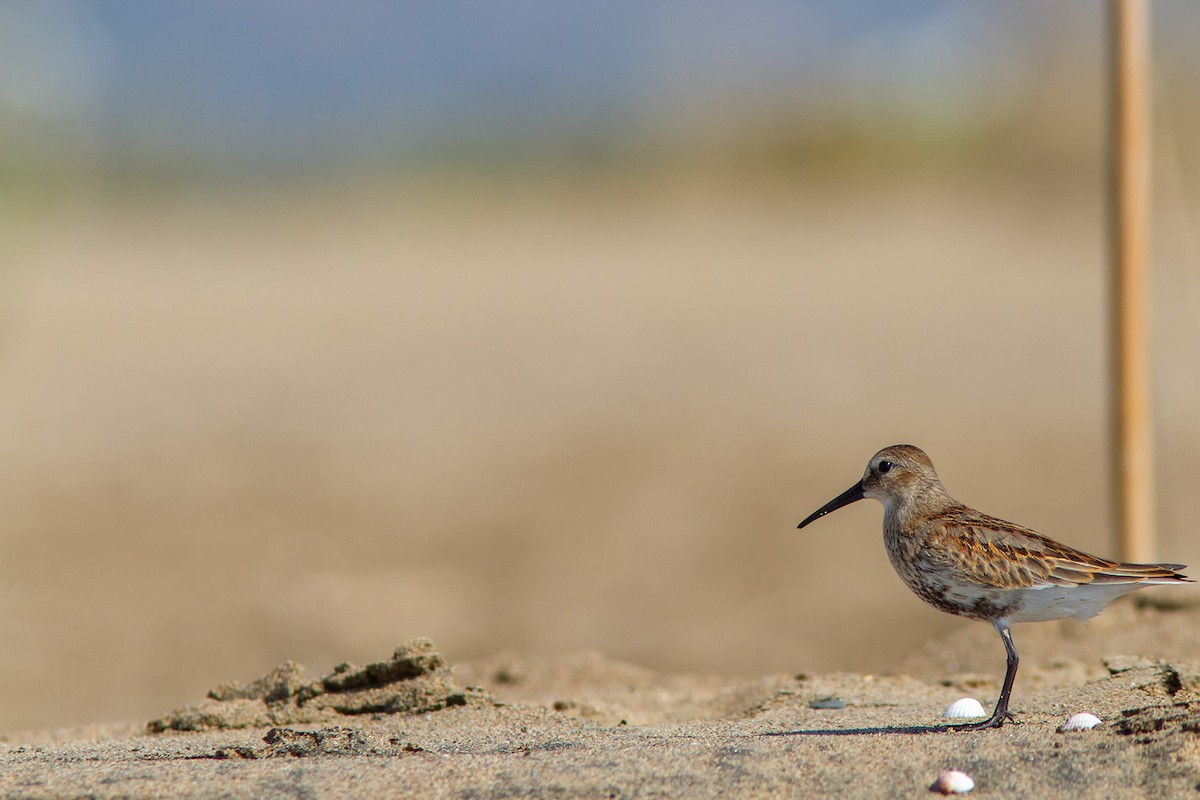 Dunlin - Volkan Donbaloglu