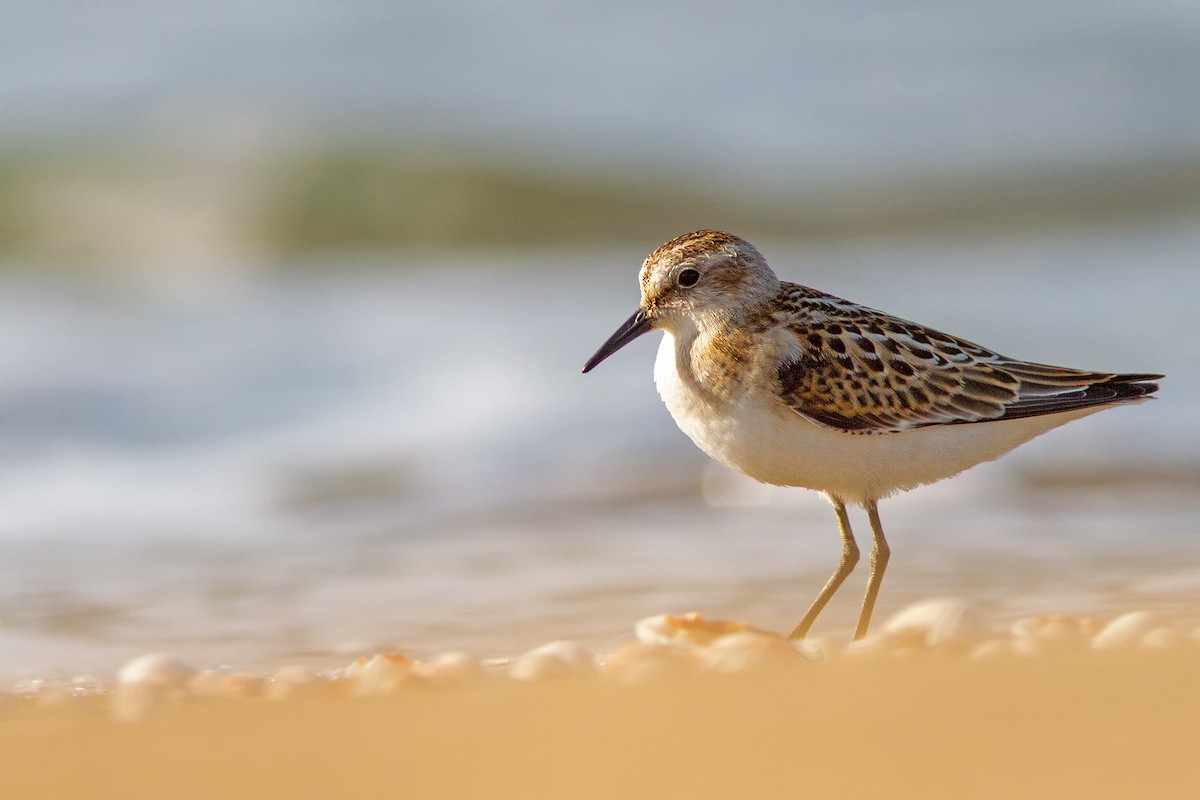 Little Stint - ML479342031