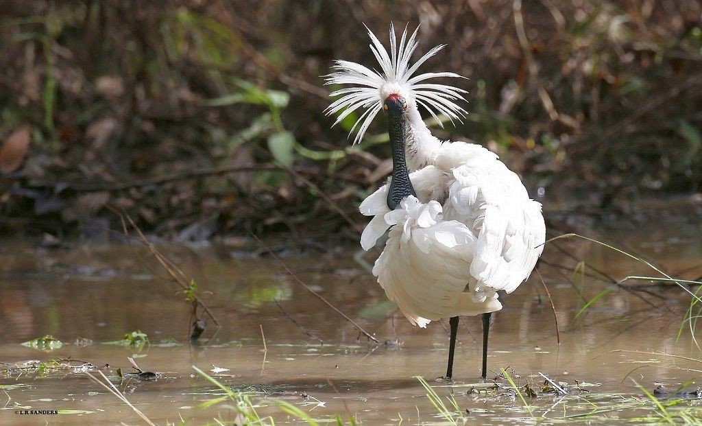 Royal Spoonbill - ML479342041