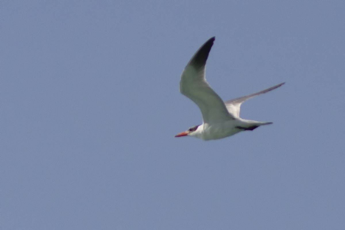 Caspian Tern - Volkan Donbaloglu