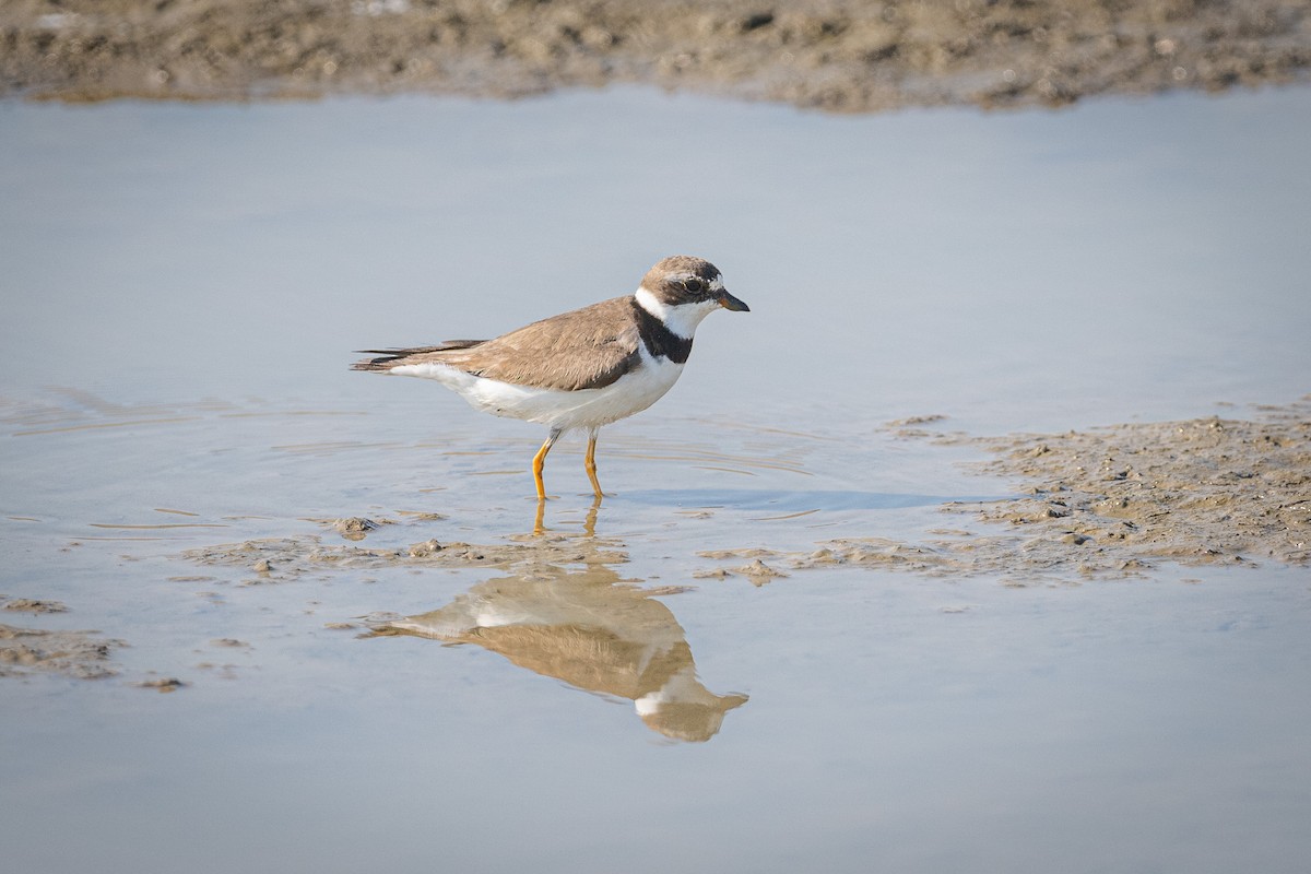 Semipalmated Plover - ML479342811