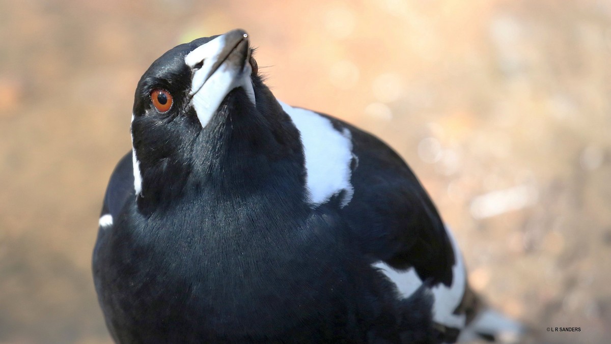 Australian Magpie - Laurence Sanders