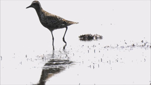 Pacific Golden-Plover - ML479342961