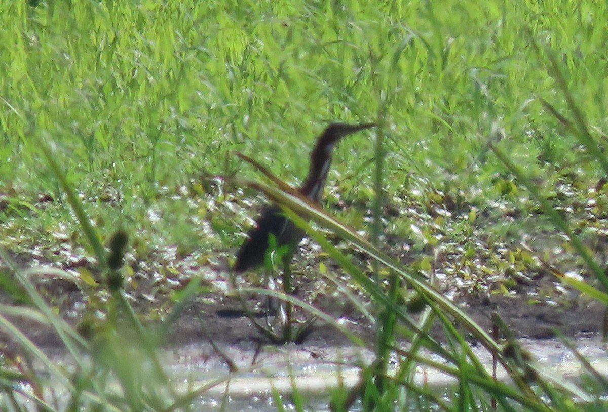 Green Heron - ML479344141