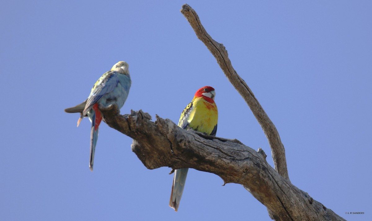 Eastern Rosella - Laurence Sanders