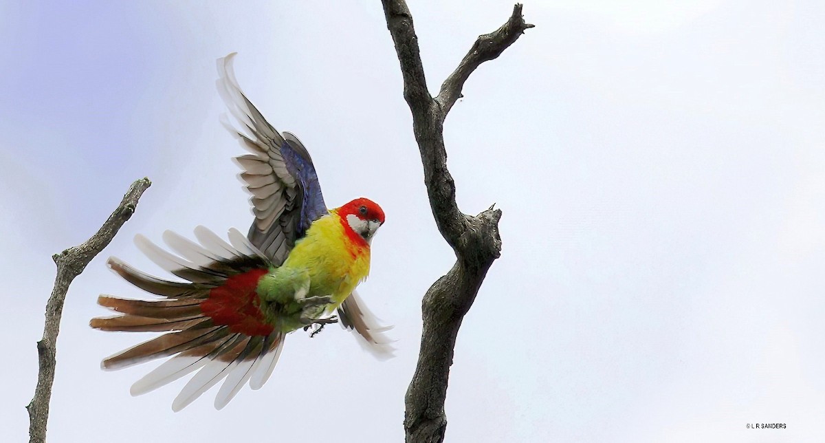 Eastern Rosella - Laurence Sanders