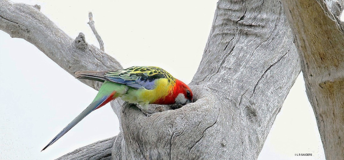 Eastern Rosella - ML479344721