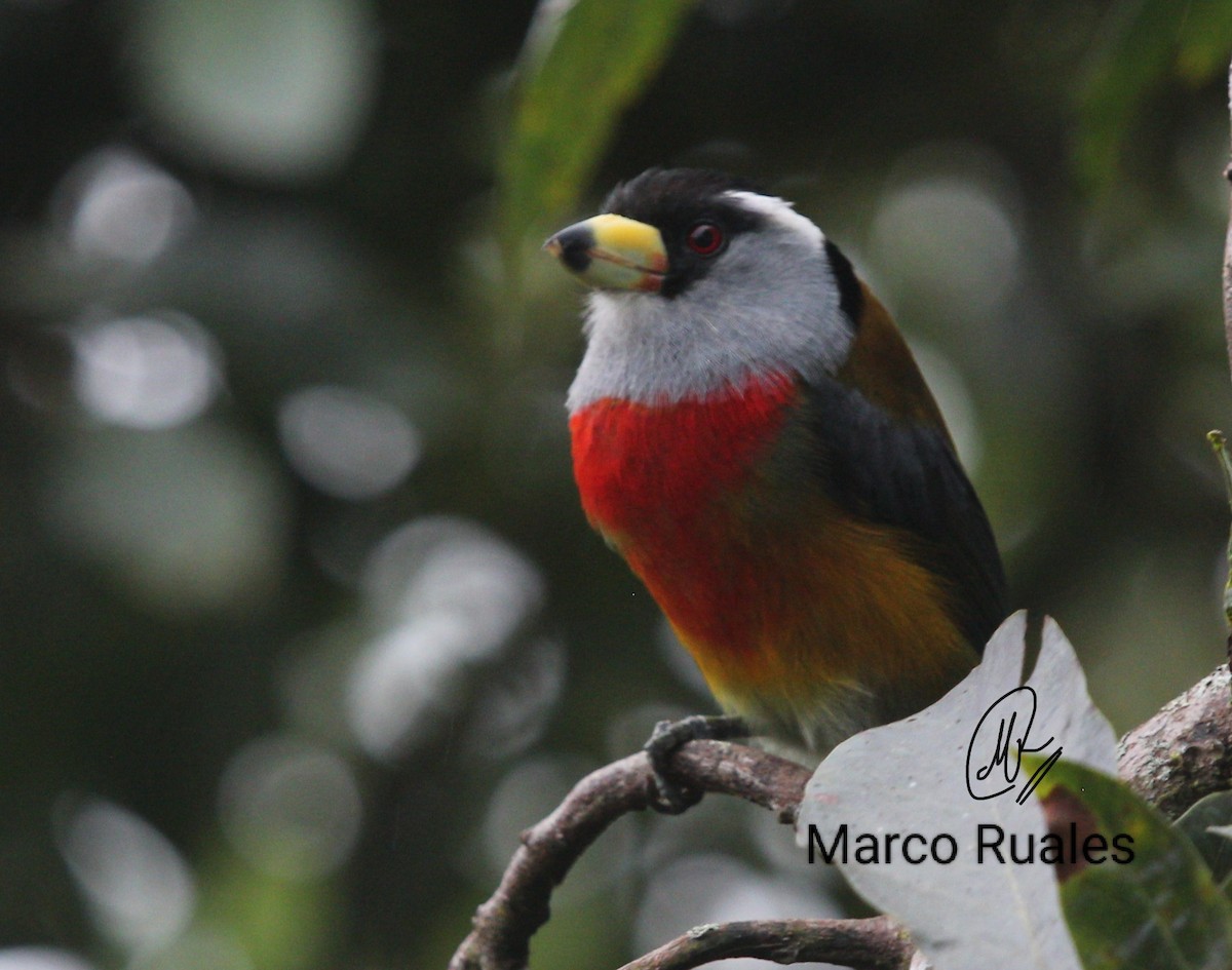 Toucan Barbet - ML479344931