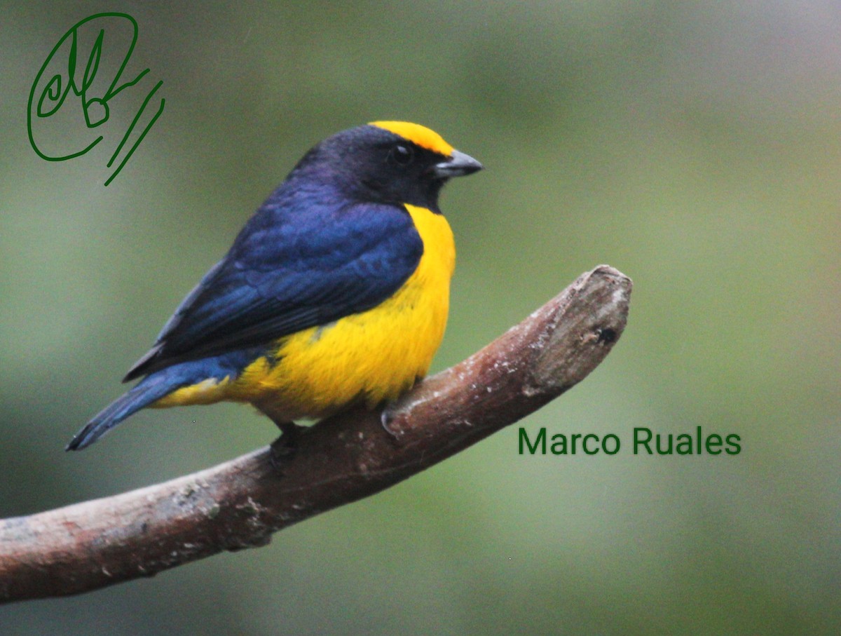 Orange-bellied Euphonia - Marco Ruales