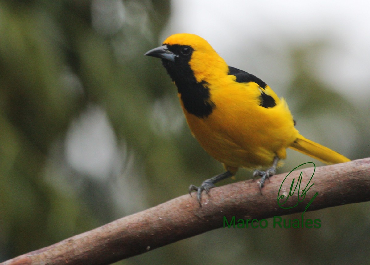 Yellow-tailed Oriole - Marco Ruales