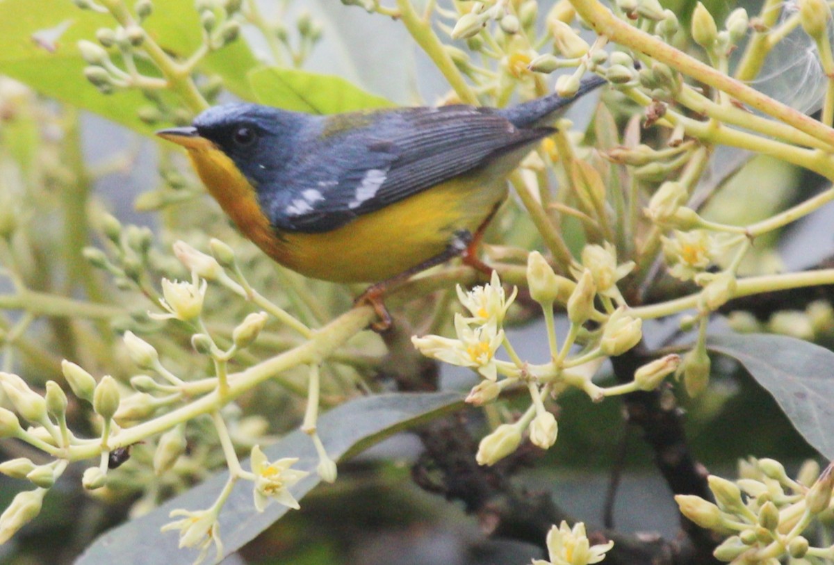 Tropical Parula - Marco Ruales