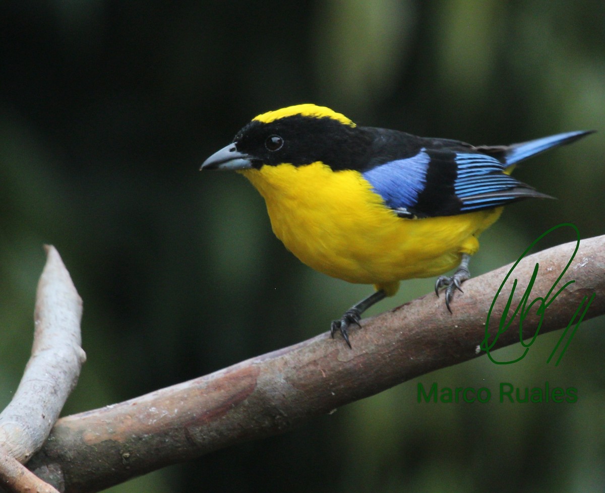 Blue-winged Mountain Tanager (Blue-winged) - Marco Ruales