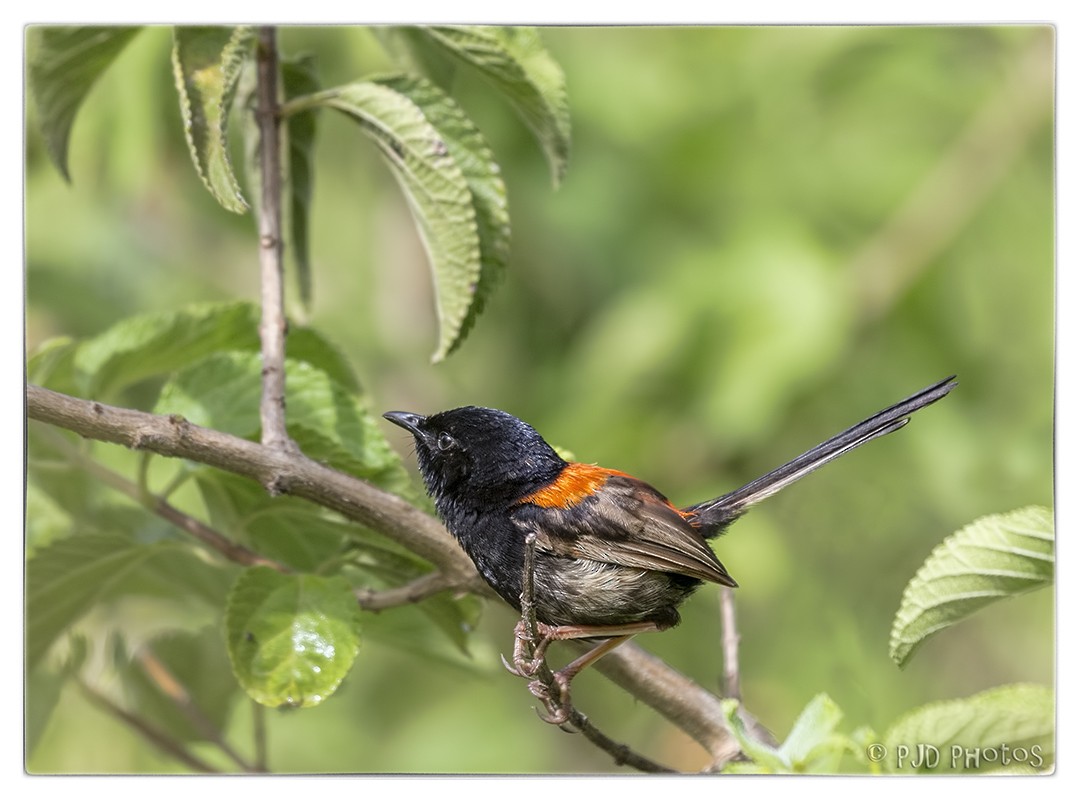 Red-backed Fairywren - Jill Duncan &  Ken Bissett