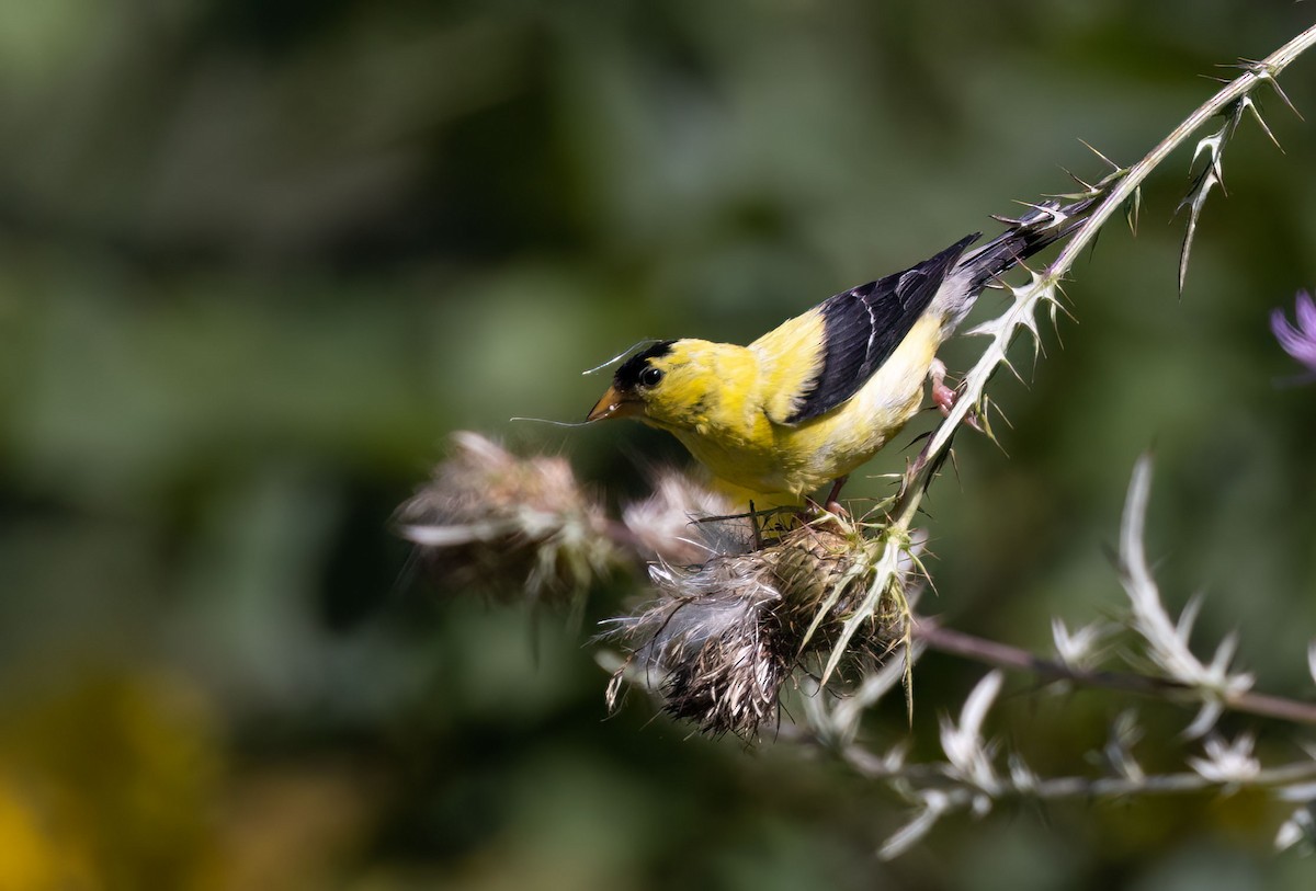 American Goldfinch - ML479345691