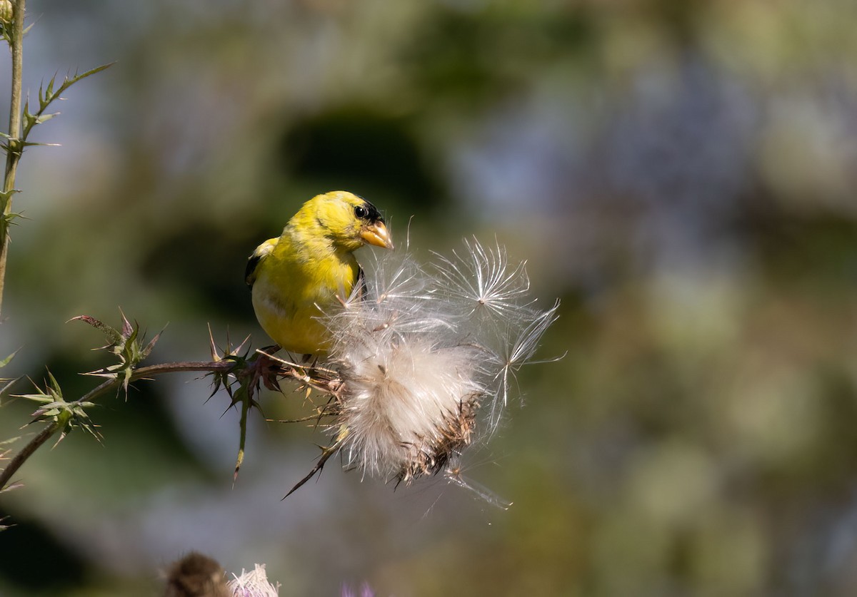 American Goldfinch - ML479345701