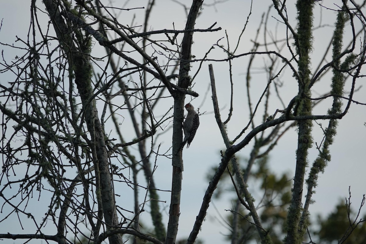 Red-bellied Woodpecker - ML479345991