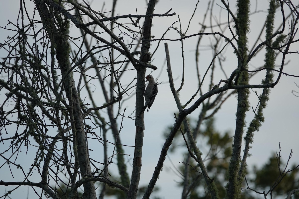 Red-bellied Woodpecker - ML479346001