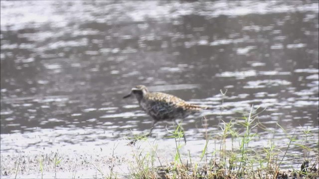 Pacific Golden-Plover - ML479348121