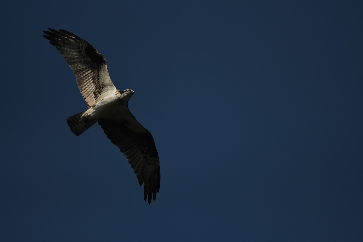 Osprey - Lambert Gauthier