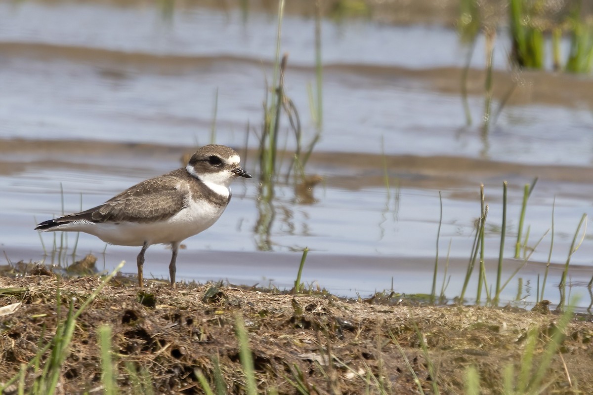 Semipalmated Plover - ML479349871