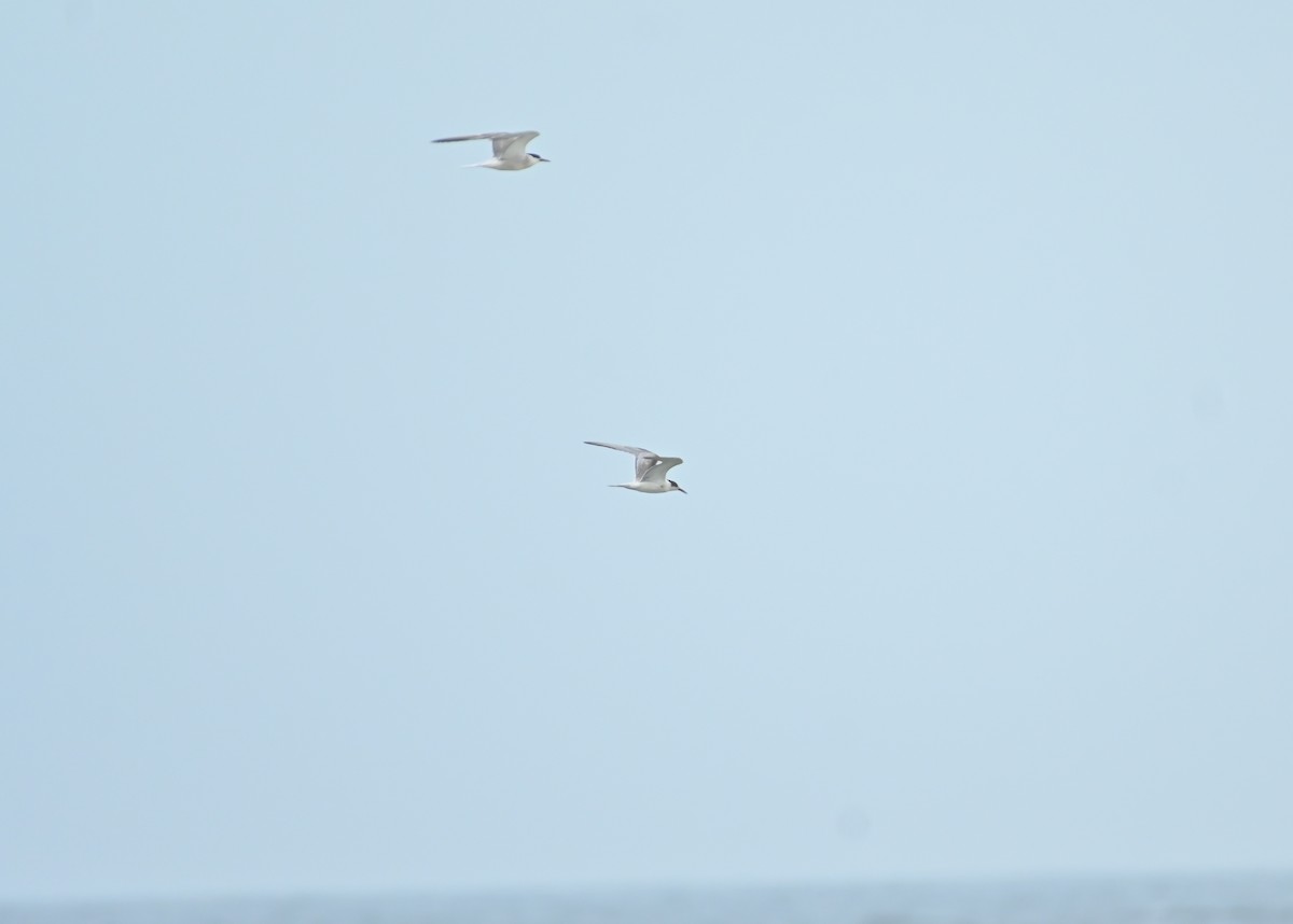 Common Tern - ML479350481