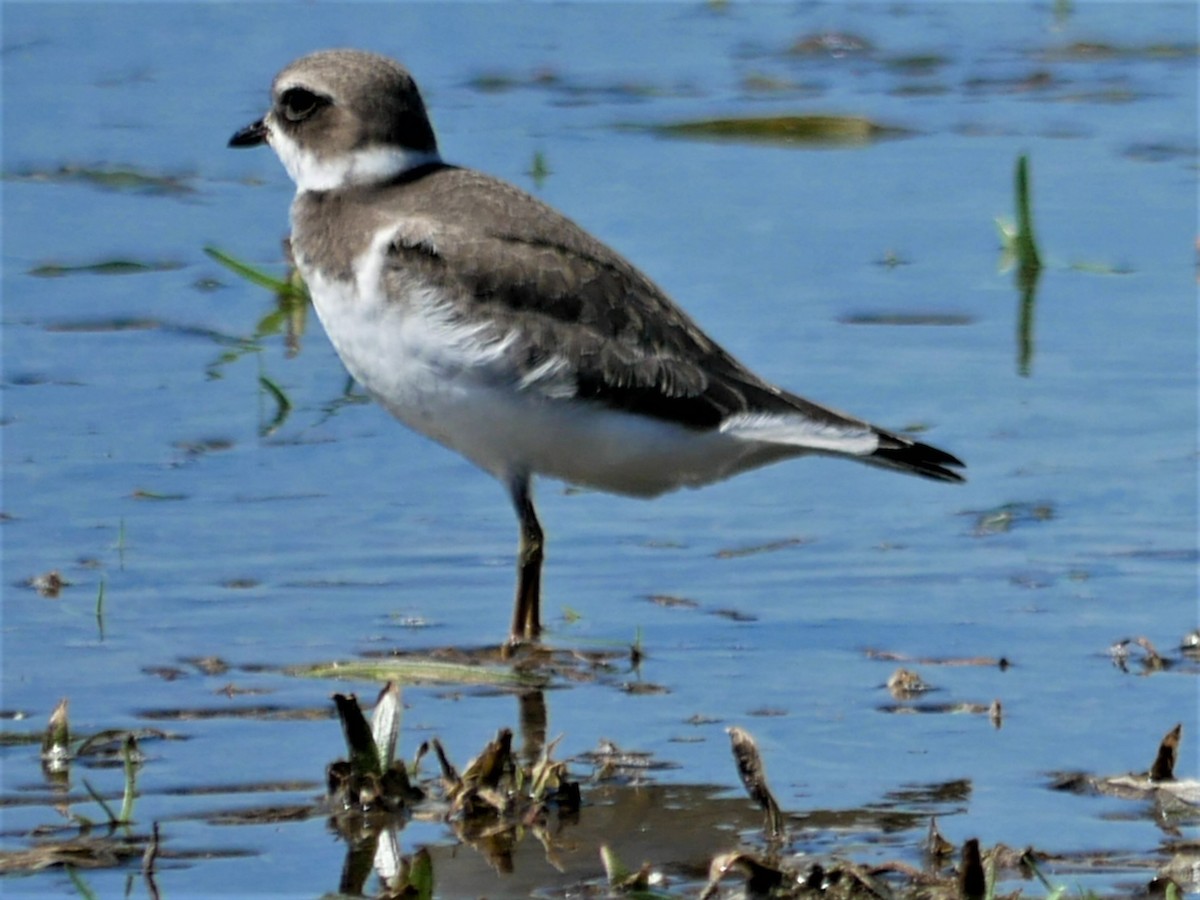 Semipalmated Plover - ML479350581