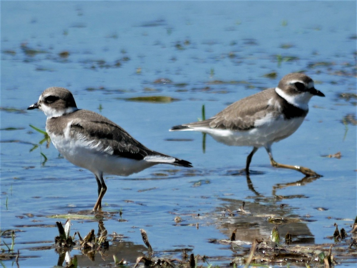 Semipalmated Plover - ML479350651