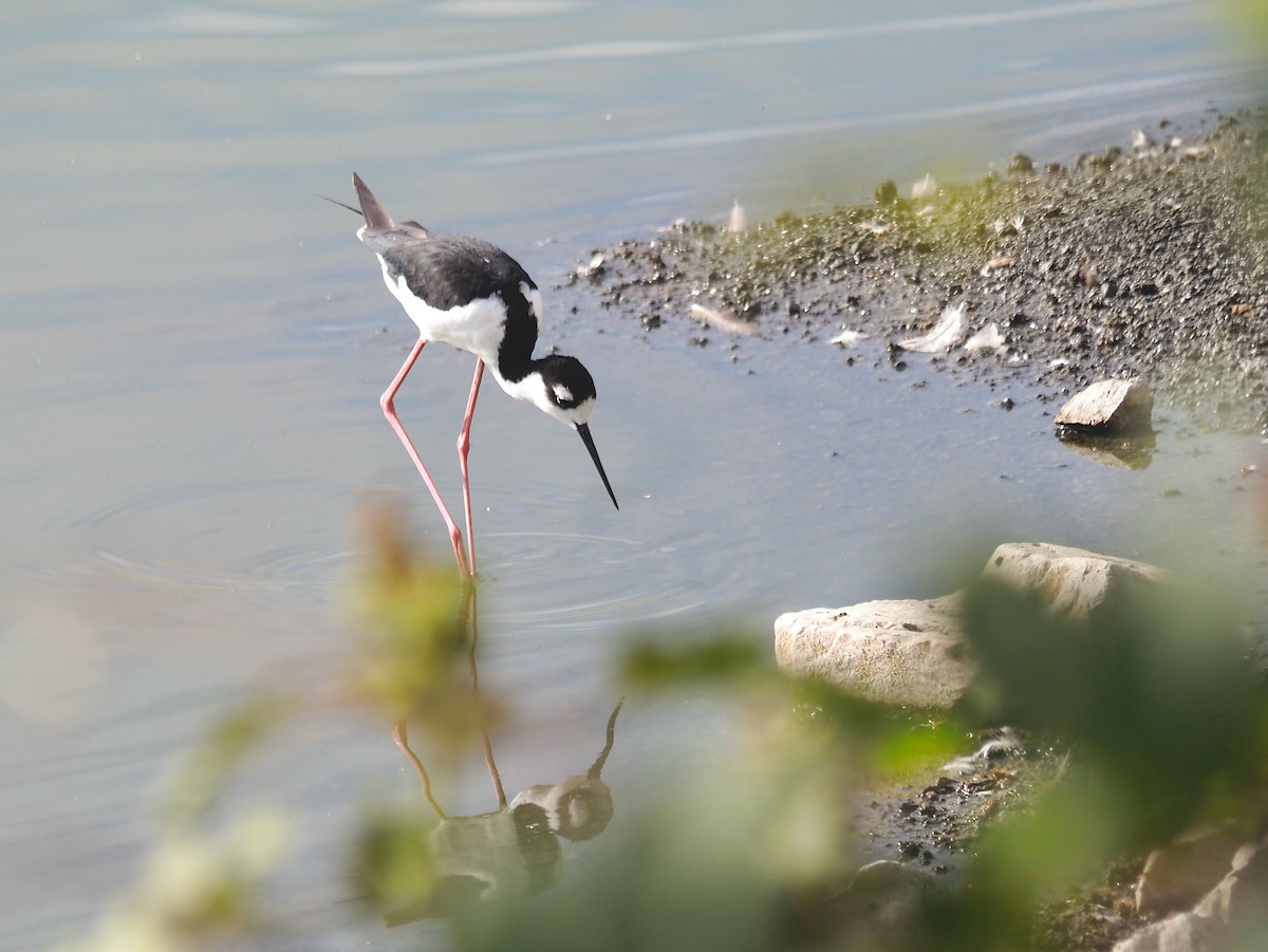 Black-necked Stilt - ML479350721