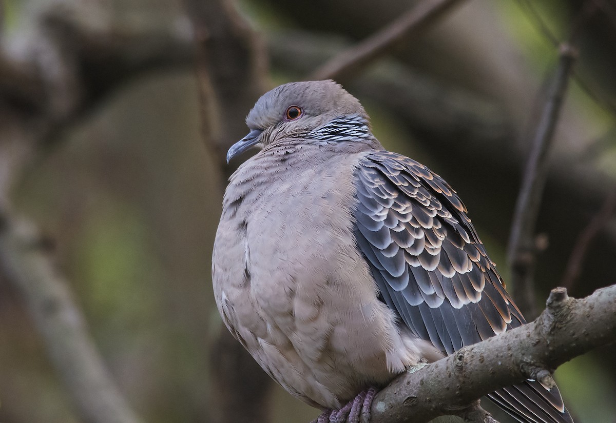 Oriental Turtle-Dove - Jerry Ting
