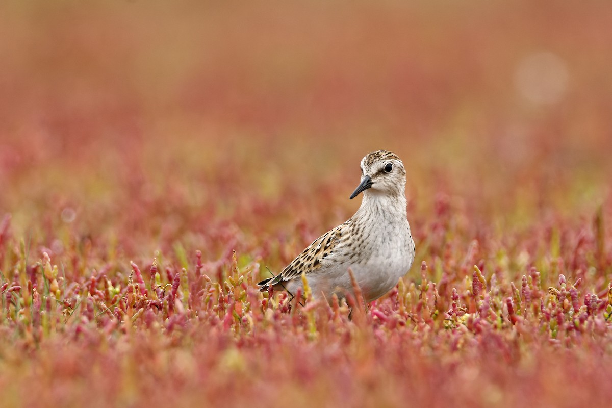 Least Sandpiper - Matthew Cameron