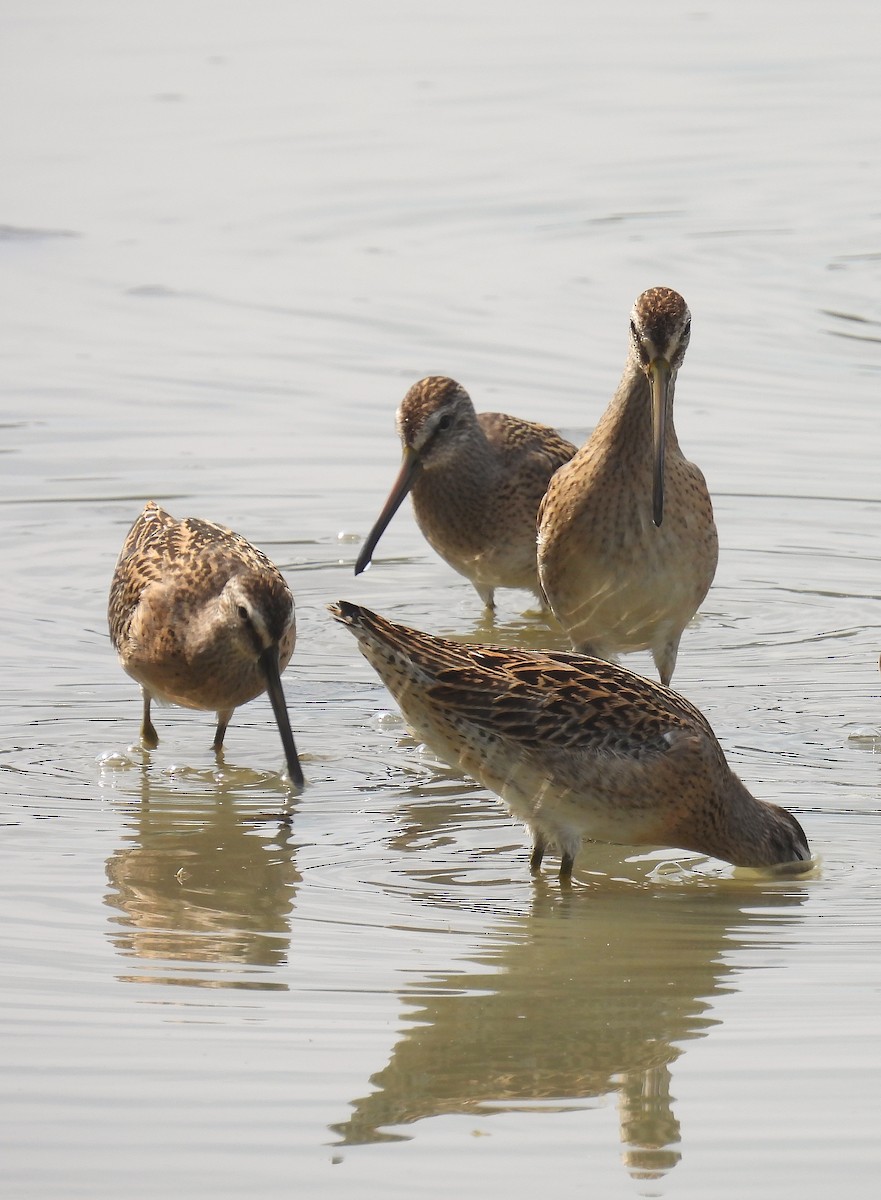 Short-billed Dowitcher - ML479352051