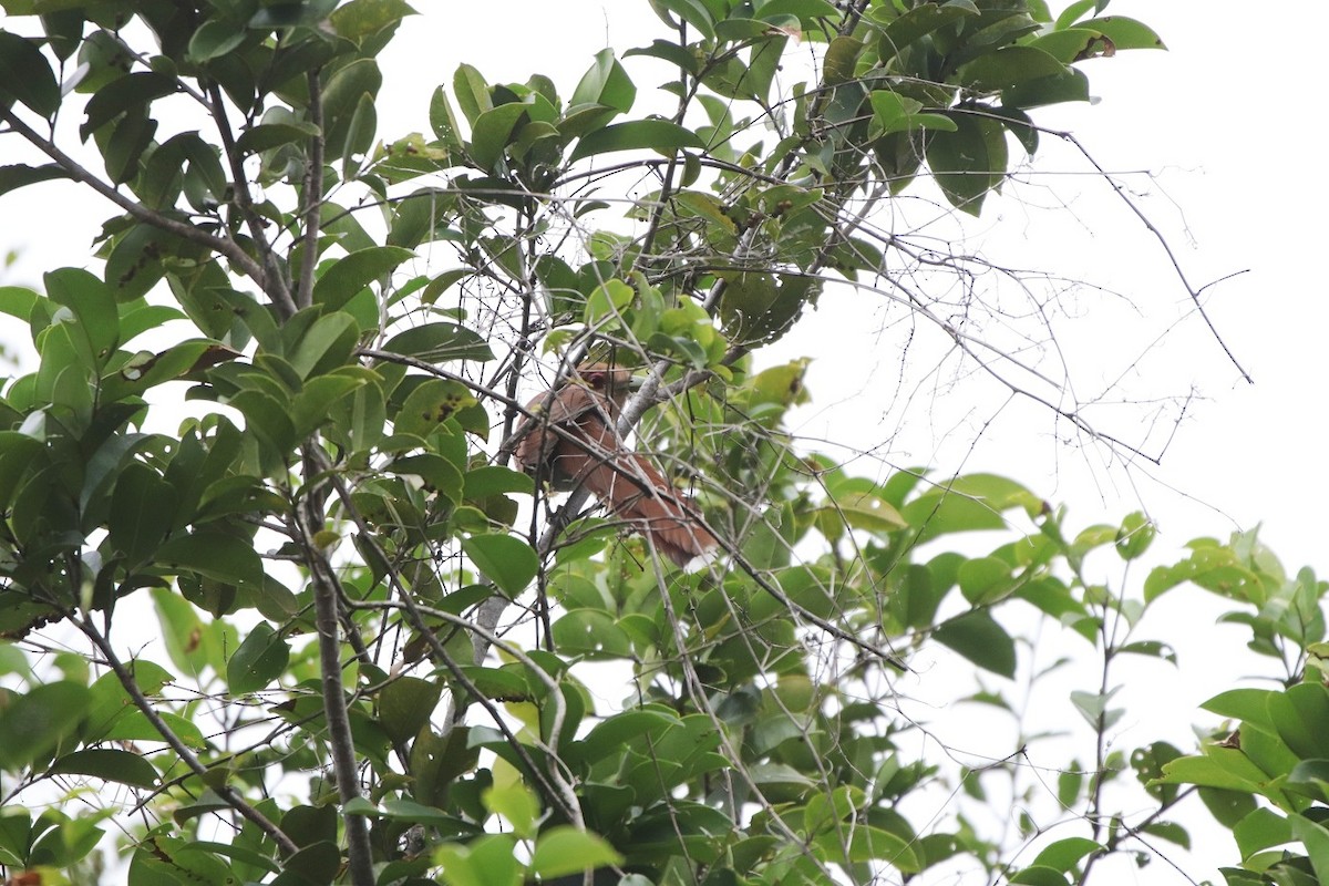 Squirrel Cuckoo - ML479352251