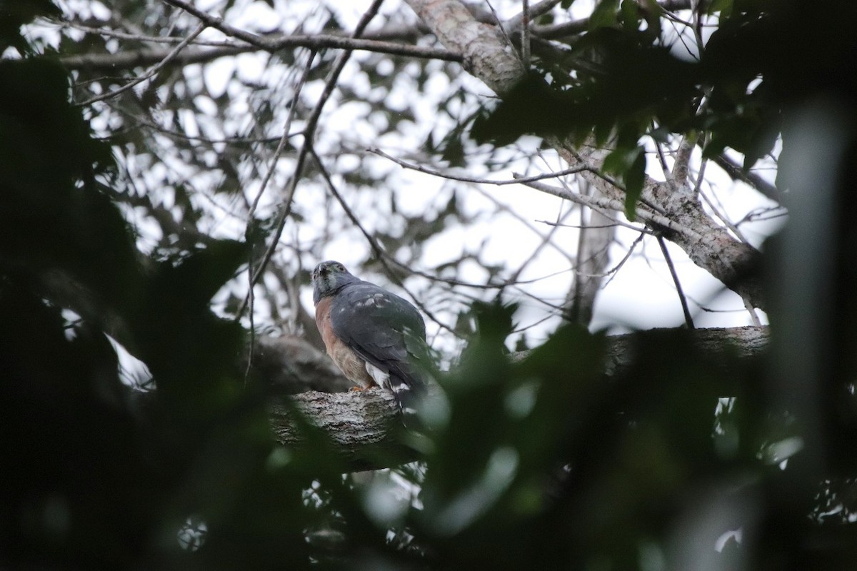 Double-toothed Kite - ML479352451