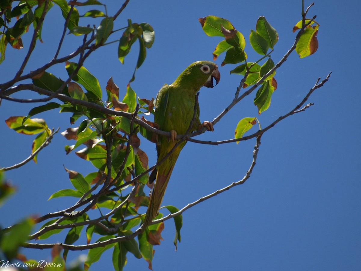 Blue-crowned Parakeet - ML479353301