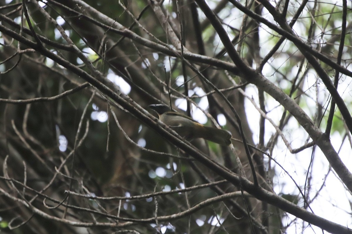 Green-winged Saltator - pedro maia